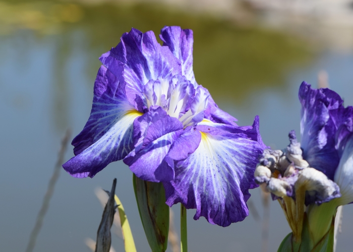 Iris ensata image