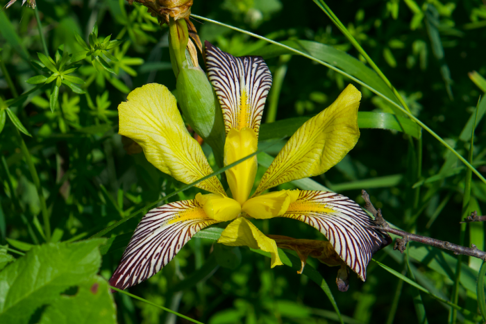 Iris flavescens image