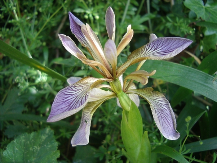 Iris foetidissima image