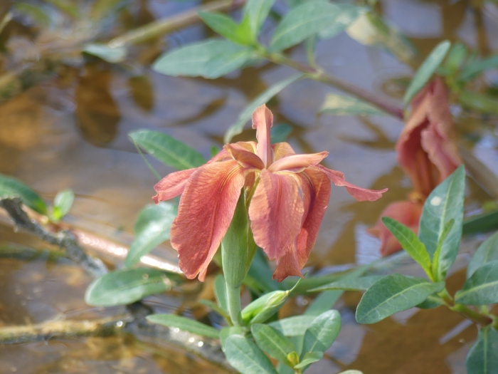 Iris fulva image