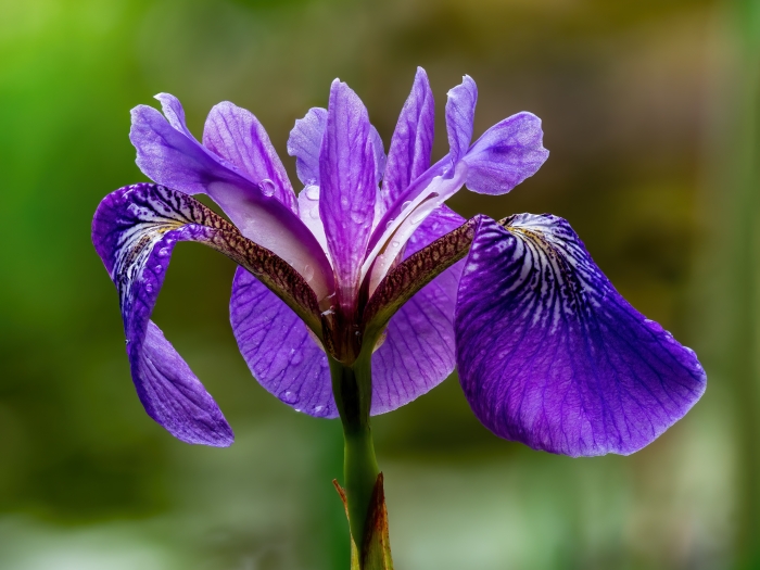 Iris germanica image