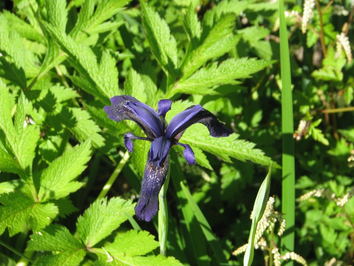Iris goniocarpa image