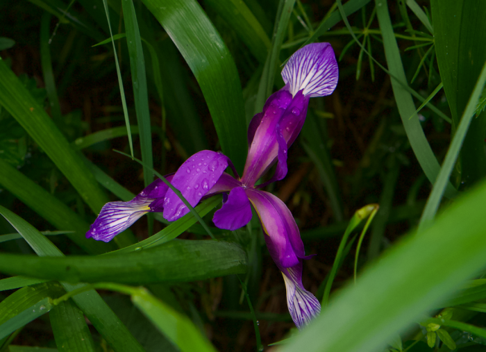 Iris graminea image