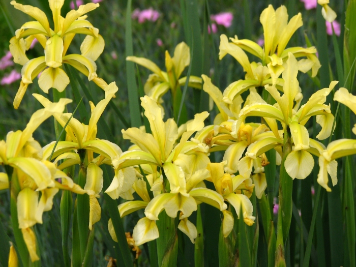 Iris halophila image