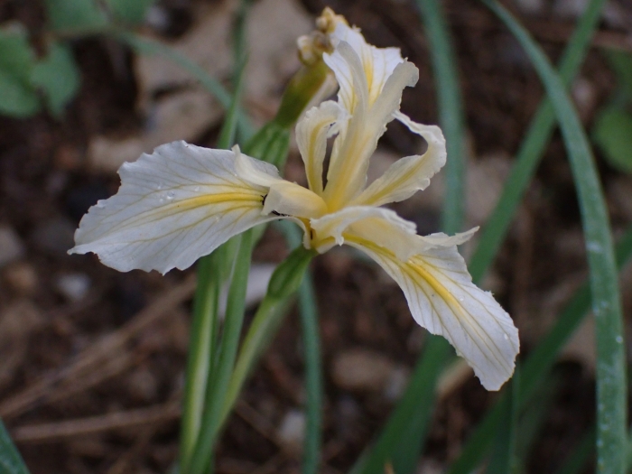 Iris hartwegii image