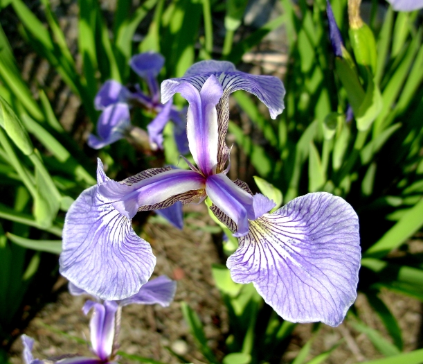 Iris hookeri image