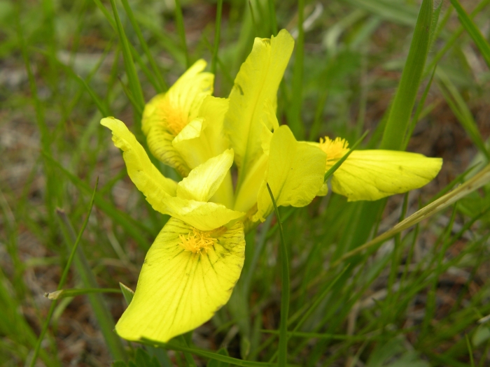 Iris humilis image