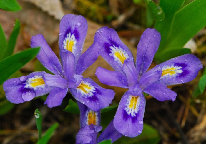 Iris lacustris image