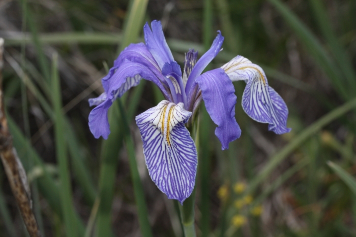 Iris missouriensis image