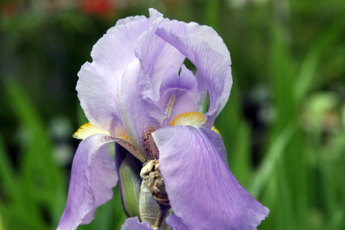 Iris pallida image