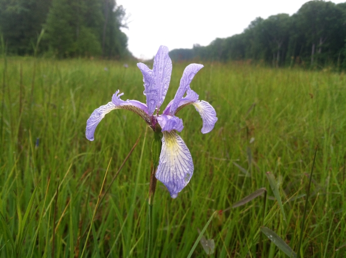 Iris prismatica image