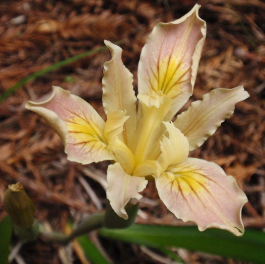 Iris purdyi image