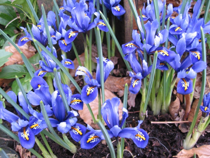 Iris reticulata image