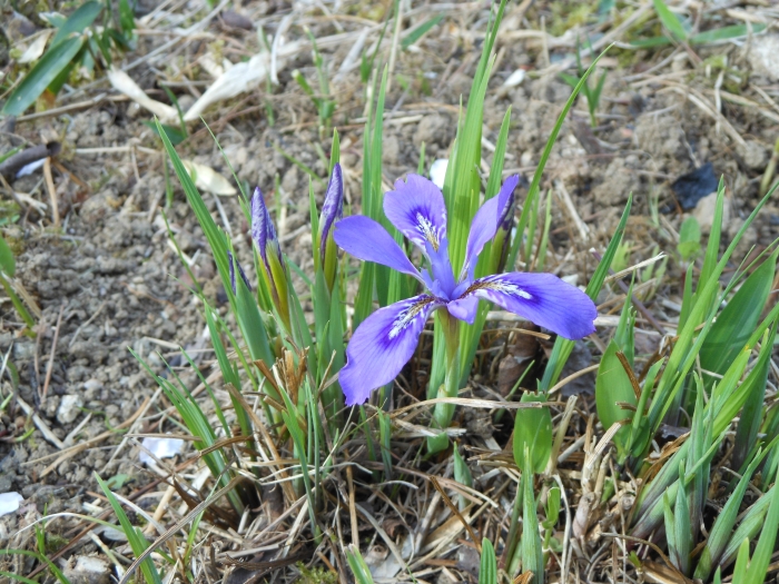 Iris rossii image