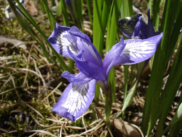 Iris ruthenica image