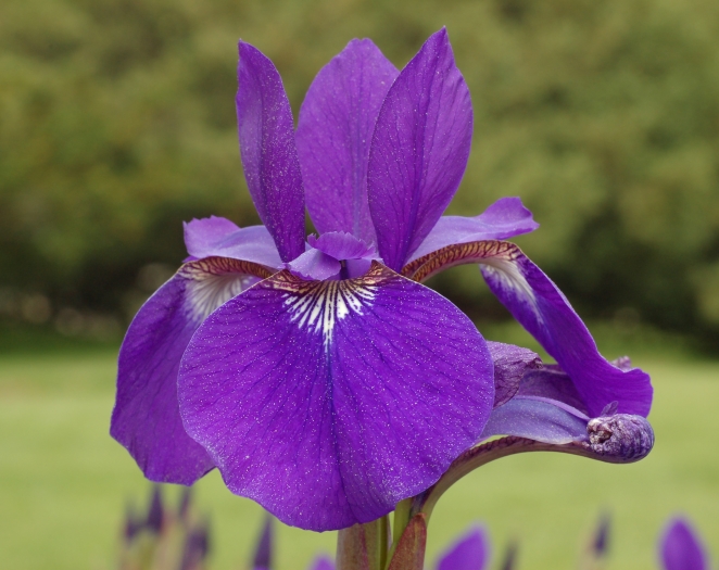 Iris sibirica image