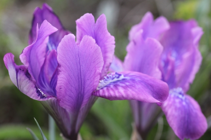 Iris tigridia image