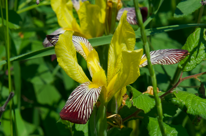 Iris variegata image