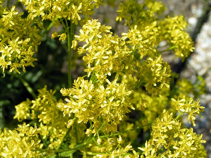 Isatis tinctoria image