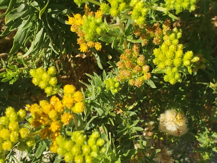 Isocoma menziesii image