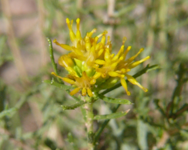 Isocoma tenuisecta image
