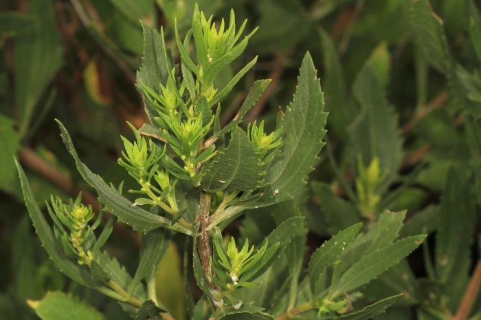 Iva frutescens image