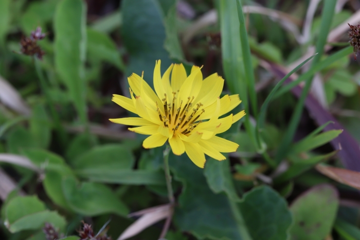 Ixeris japonica image