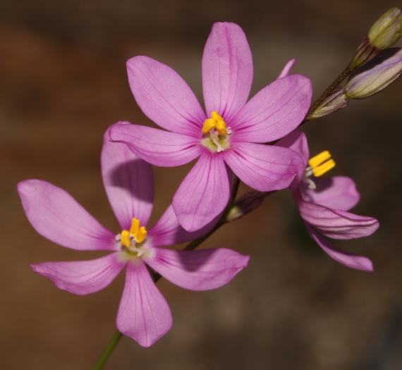 Ixia confusa image