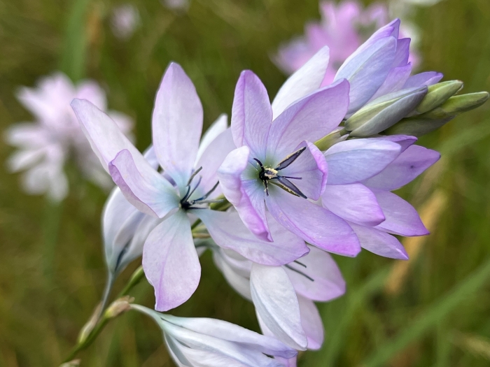 Ixia polystachya image