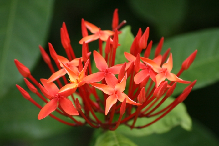 Ixora chinensis image