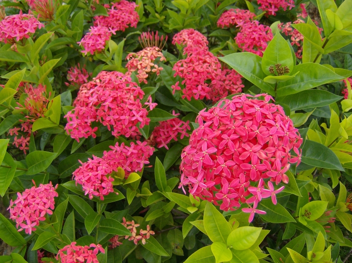 Ixora coccinea image