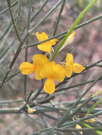 Jacksonia scoparia image