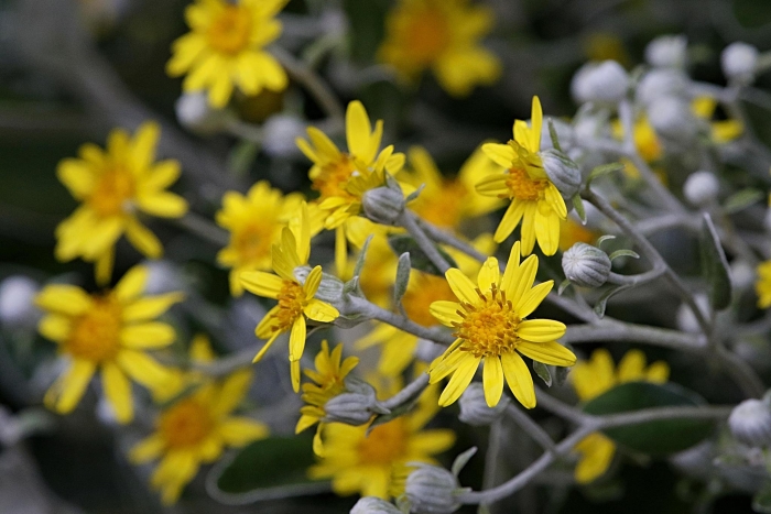 Jacobaea maritima image