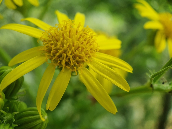 Jacobaea vulgaris image