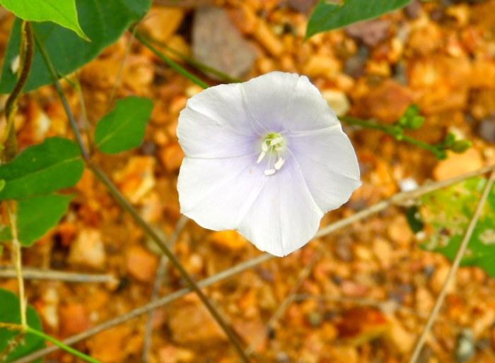 Jacquemontia pringlei image