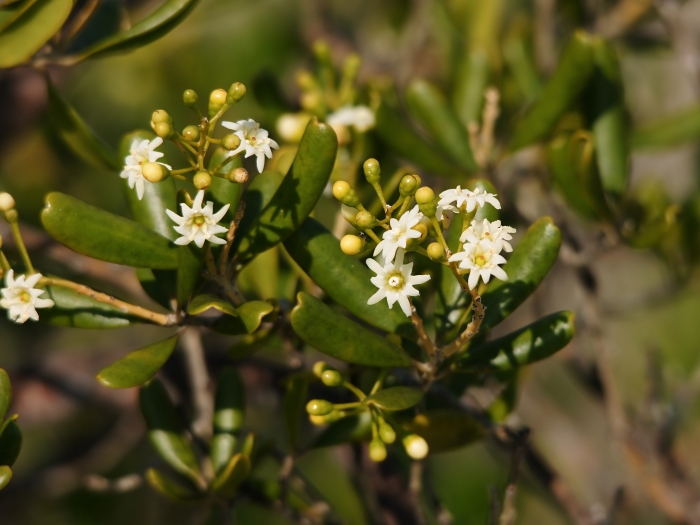 Jacquinia keyensis image