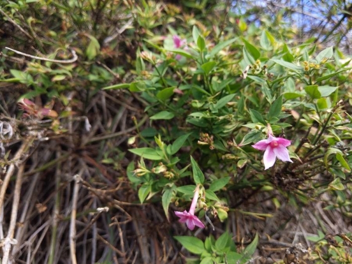 Jasminum beesianum image