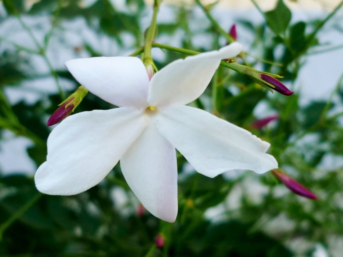 Jasminum grandiflorum image