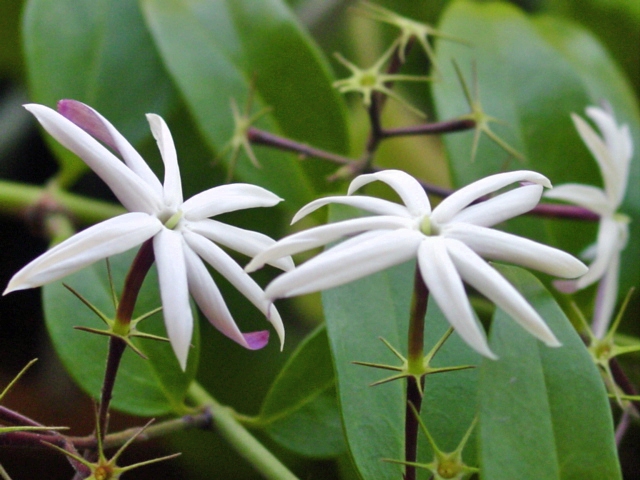 Jasminum laurifolium image