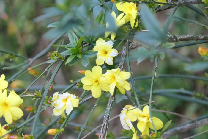 Jasminum mesnyi image