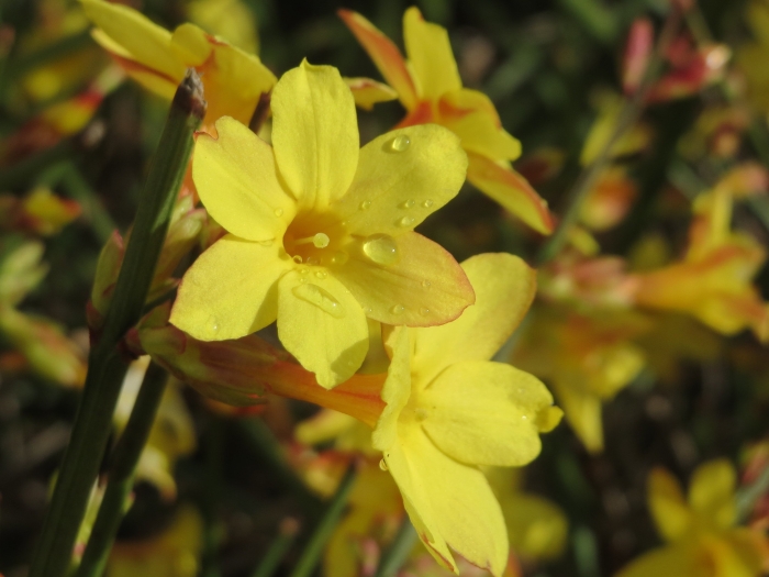 Jasminum nudiflorum image