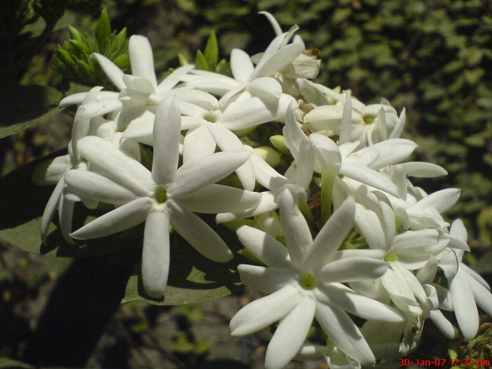 Jasminum officinale image