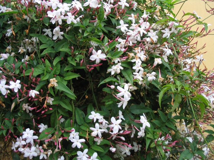 Jasminum polyanthum image
