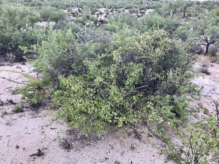 Jatropha cardiophylla image