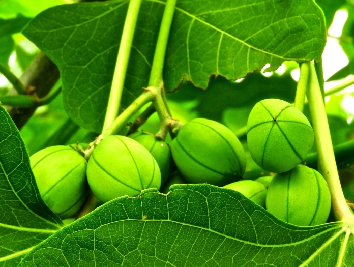 Jatropha curcas image