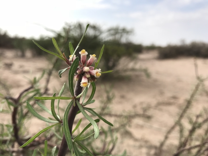 Jatropha dioica image