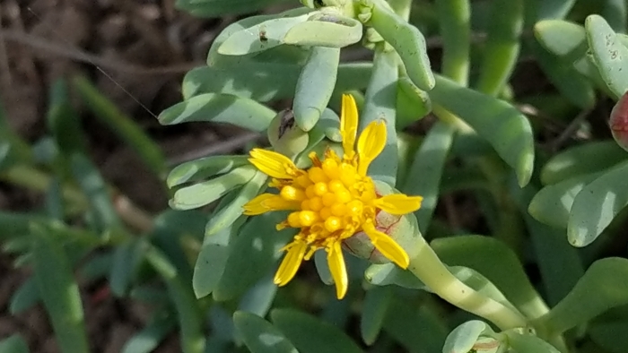 Jaumea carnosa image