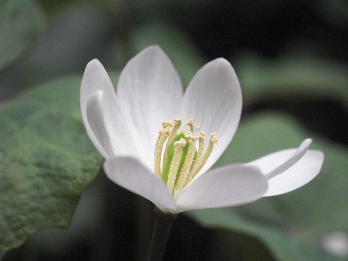 Jeffersonia diphylla image