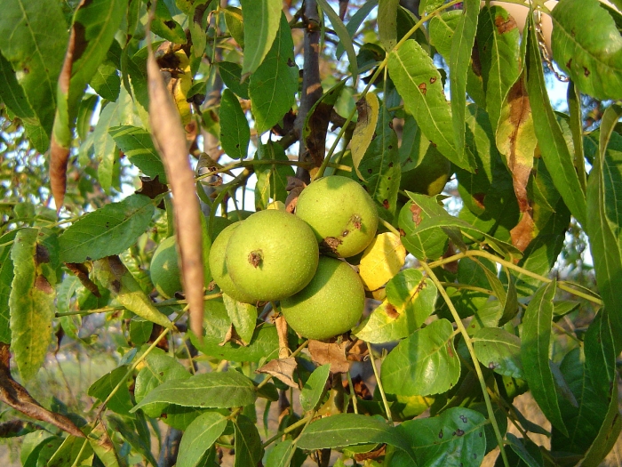 Juglans californica image