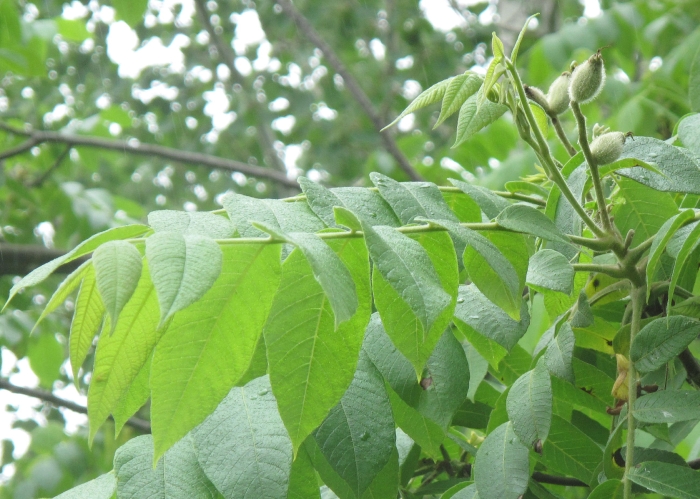 Juglans cinerea image